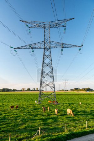 Very high voltage line pylons from the Paluel nuclear power plant in Seine-Maritime. Herd of cattle in a meadow.  France, Normandy, December 2022