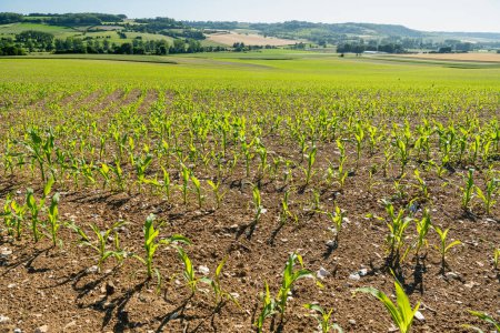 Normandy, France, June 2022. Corn field affected by drought, stunted growth. Clay-limestone soil