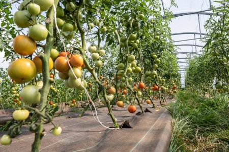 Biomarkt Gärtnern, ökologischer Bauernhof. Anbau von Bio-Tomaten in einem Gewächshaus. Normandie, Frankreich, 20. Juli 2021