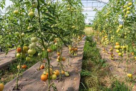Jardinería ecológica de mercado, granja ecológica. Cultivar tomates orgánicos en un invernadero. Normandía, Francia, 20 de julio de 2021