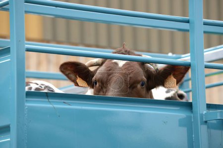 Seine-Maritime, France, February 2019. Transport of live animals in cattle truck. Bovine, cow, beef behind bars