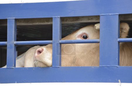 Seine-Maritime, France, February 2019. Transport of live animals in cattle truck. Bovine, cow, beef behind bars