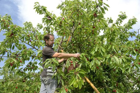 Cherry picking in an orchard in Seine valley by an fruit producer. Cherry variety : bigarreau Hedelfingen. Normandy, France, May 2018