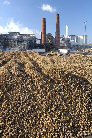 Saint Louis Sucre produziert und verkauft Zuckerrüben und Rohrzucker für Verbraucher, Industrie und das Food Service Geschäft in Frankreich, Europa und der Welt. Eppeville, Somme, Frankreich