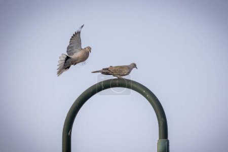 Photo for Two pigeons  on top of the lamp - Royalty Free Image