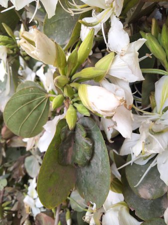 Bauhinia variegata, kachnar Foto mit Blüten und Blättern.