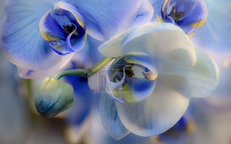 Foto de Close up of a orchid flower with a white background, blue phalenopsis, macro photo - Imagen libre de derechos
