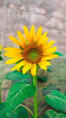 Eine schöne Nahaufnahme einer Sonnenblume