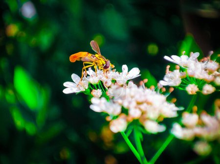 Bienen bleiben auf der Blüte