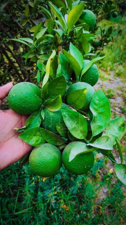 Photo for Green Lemon in hand so biutifulle image - Royalty Free Image