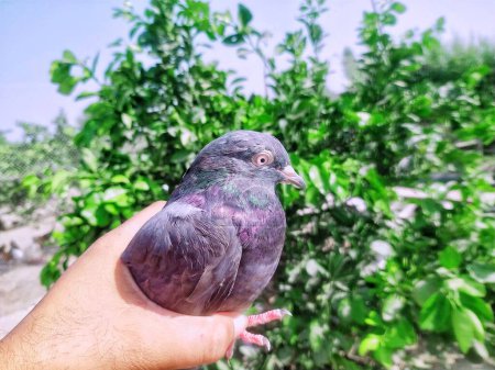 A beautiful black pigeon held in the hand