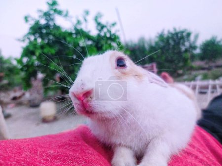 Téléchargez les photos : Une très belle image d'un lapin - en image libre de droit