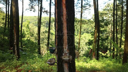 Golpeando la savia de pino en el bosque