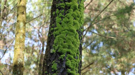 Moss grows on pine trees at the forest