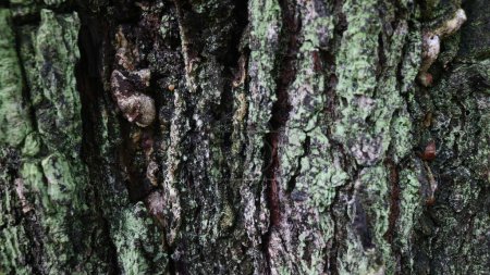 Corteza de pino en el bosque