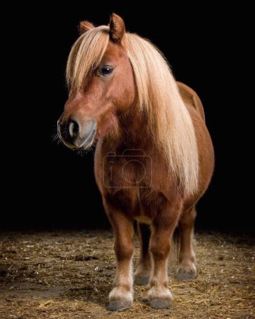 Photo for Elegant horse portrait on black backround. Horse on dark backround.Beautiful horse portrait on black background .Horse isolated on black . - Royalty Free Image