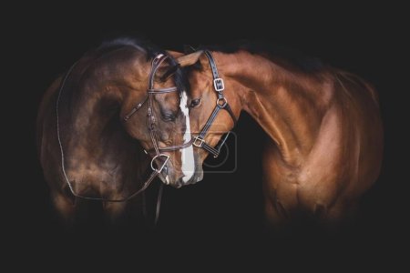 Photo for Couple of horse portrait.Two beautiful horses portrait on black background.Elegant horses portrait on black backround. horses on dark backround. - Royalty Free Image