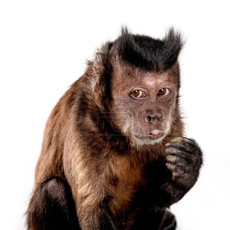 studio headshot portrait of a Beautiful monkey isolated on white background .