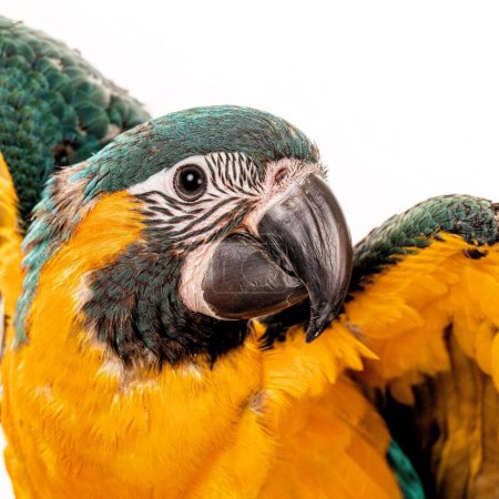 Studio Nahaufnahme Porträt eines schönen Papageien isoliert auf weißem Hintergrund 