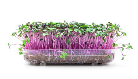 Téléchargez les photos : Microgreens germés germent dans le sol dans un récipient en plastique isolé sur fond blanc. Micro verts pousses de nourriture. Concept d'alimentation biologique saine - en image libre de droit