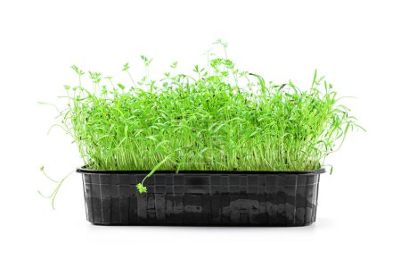 Téléchargez les photos : Microgreens germés germent dans le sol dans un récipient en plastique isolé sur fond blanc. Micro verts pousses de nourriture. Concept d'alimentation biologique saine - en image libre de droit
