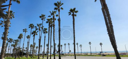 Téléchargez les photos : Venice Beach, Californie, photographie de palmiers, journée ensoleillée - en image libre de droit