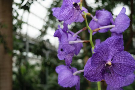 Gros plan d'orchidées violettes vibrantes dans une serre avec un fond flou de feuillage vert et une structure en verre.
