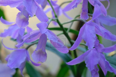 Gros plan d'orchidées pourpres avec un éclairage doux, mettant en valeur des pétales délicats et des tiges vertes.
