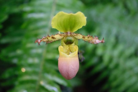Gros plan d'une fleur d'orchidée Paphiopedilum aux pétales verts et roses, entourée de feuillage vert.