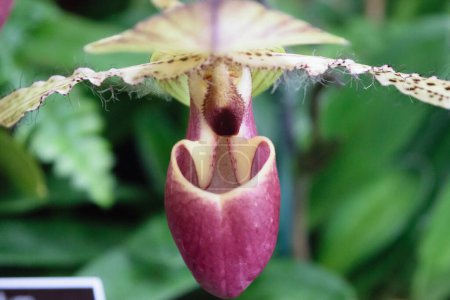 Gros plan d'une fleur d'orchidée unique avec une couleur violette et blanche profonde, mettant en valeur sa structure pétale complexe et délicate. Le fond est flou avec un feuillage vert.