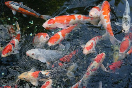 A group of colorful koi fish swimming in a pond with clear water.