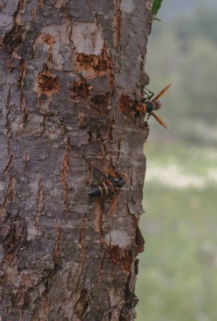 Two hornets on a tree trunk, one at the top and one at the bottom, with a blurred natural background.