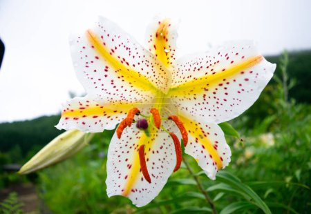 Close-up of a white lily flower with red spots, surrounded by green foliage.