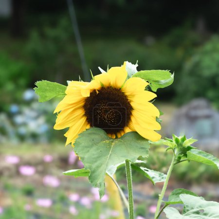 Close-up of a sunflower in a garden with a blurred background.
