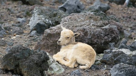 A young sheep resting on rocky terrain, blending with the surrounding rocks.