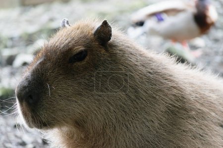 Primer plano de un capibara con un fondo borroso con otro animal.