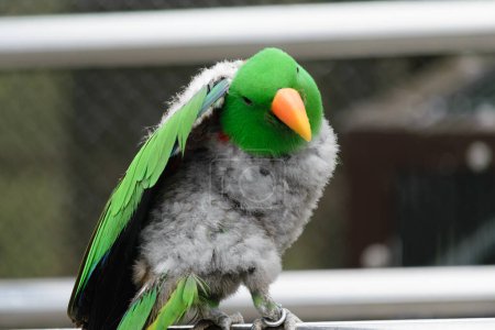 Großaufnahme eines grünen Papageis mit orangefarbenem Schnabel und flauschigen grauen Federn, der auf einer Metallstange hockt.
