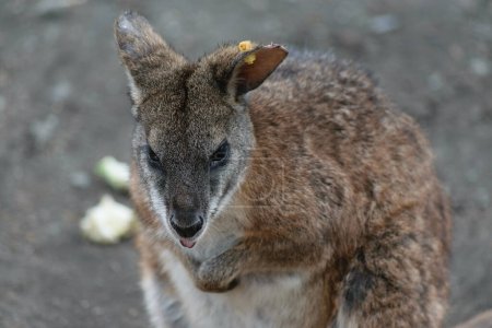 Großaufnahme eines Wallabys mit einem gelben Anhänger am Ohr, das auf einem unbefestigten Boden steht.