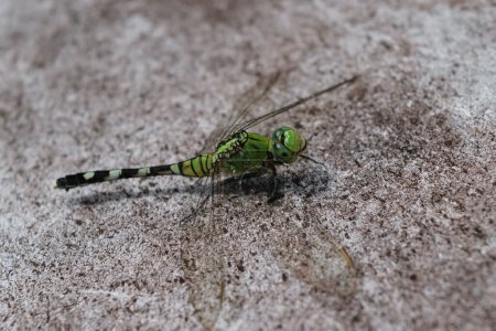 Close-up of a green dragonfly resting on a textured stone surface.
