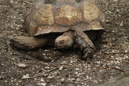 Une grande tortue reposant sur un sol sale avec une coquille altérée et une peau rugueuse.
