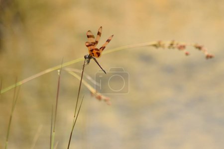 A close-up of a dragonfly perched on a thin plant stem with a blurred background.