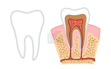 Illustration for Vector dental science tooth anatomy - Royalty Free Image
