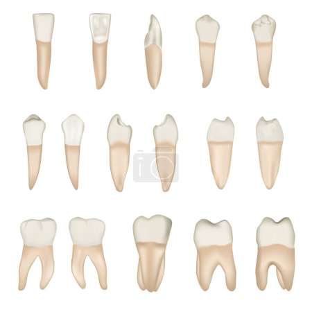 Téléchargez les illustrations : Ensemble vectoriel de dents vecteur sur fond blanc - en licence libre de droit