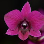 Macro photography of a orchide