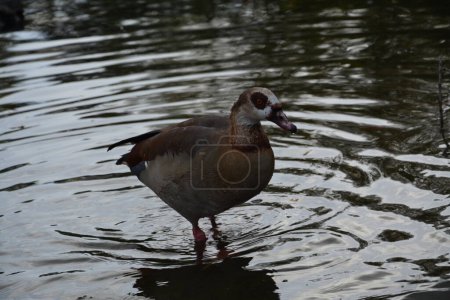 Téléchargez les photos : Gros plan photographie canards dans l'étang en Allemagne - en image libre de droit
