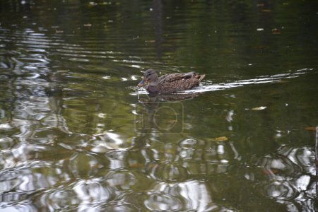 Téléchargez les photos : Gros plan photographie canards dans l'étang en Allemagne - en image libre de droit