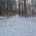 Winterr landscape with snow and forrest