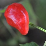 Macro potoraphy of red chili pepper