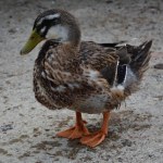a closeup shot of a cute mallard duck