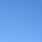 flying seagull against blue cloudy sky background